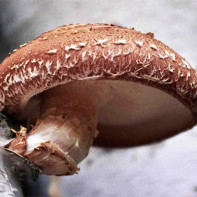 Photo of shiitake mushrooms 2