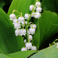 Lily of the valley photo 2