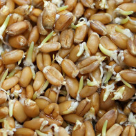 Photo of sprouted wheat 5