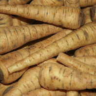 Photo of parsnip root 4