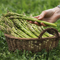 Photo of asparagus 4