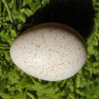 七面鳥の卵の写真 5