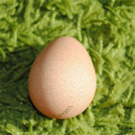 Photo of guinea fowl eggs 4