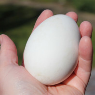 Photo of goose eggs 2