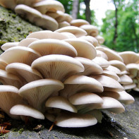 Photo of oyster mushrooms 4