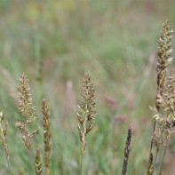 Photo of wheatgrass 5