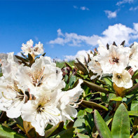 Photo of Caucasian rhododendron 5