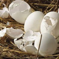 Photo of the eggshells