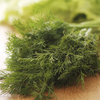 Dill picture 3