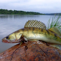 Photo of pikeperch 3