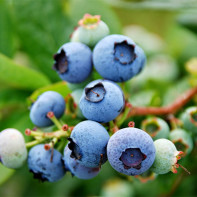 Blueberry photo 5
