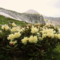Photo of Caucasian rhododendron