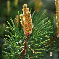 Photo of pine buds 5