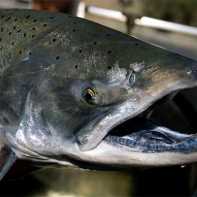 Photo of chinook salmon 2