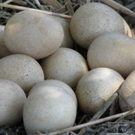 Photo of guinea fowl eggs 3