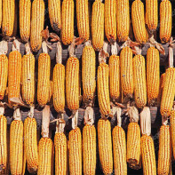 Photo of dried corn 5