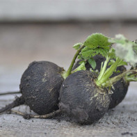 Photo of black radish 3