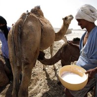 Camel milk photo 3