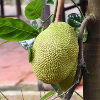 Photo of Jackfruit 4
