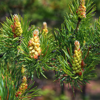 Photo of pine buds 4