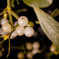 Photo of mistletoe white 4