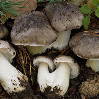Photo of rowan mushrooms