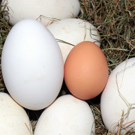 Photo of goose eggs 3