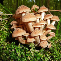 photo of chicken mushrooms