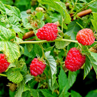 Raspberry photo 2