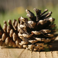 Photos of pine cones