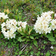Photograph of Caucasian rhododendron 3