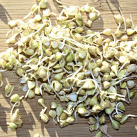 Photo of Sprouted Buckwheat