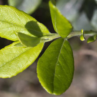 リンゴンベリーの葉の写真2