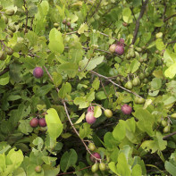 Photo of the ikako fruit 4