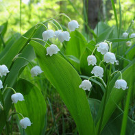 Lily of the valley photo 3