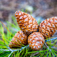 Photo of pine cones 3