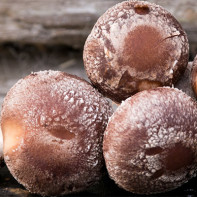 Photo of shiitake mushrooms 6