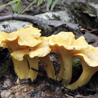 Photo of chanterelles mushrooms 5
