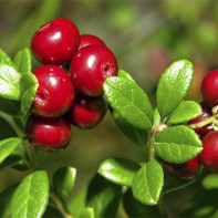 Picture of Lingonberry