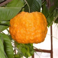 オレンジの花の写真 2