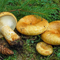 Photo of milk mushrooms