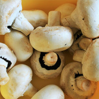 Photo of champignons