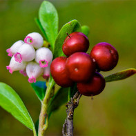 Photo of bearberry