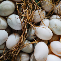 Photo of duck eggs 3