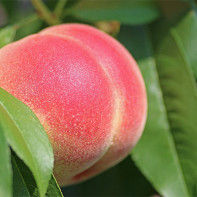 桃の写真 4