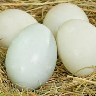 Photo of duck eggs 2