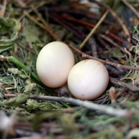 ハトの卵の写真 4