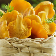 Photos of chanterelles mushrooms