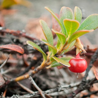 Photo of bearberry 3