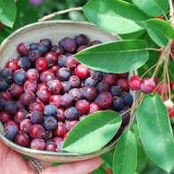 Photo of bold blueberry